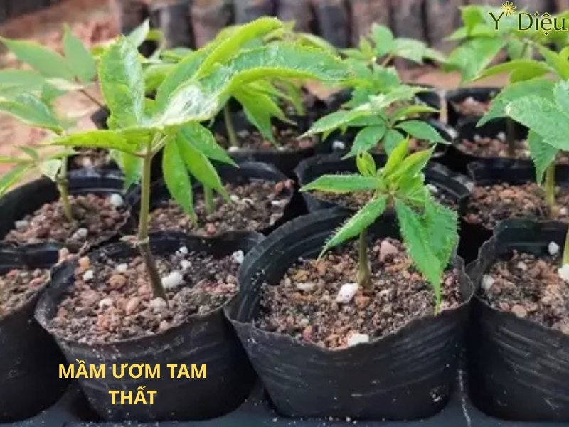 Nên ươm mầm cây giống tam thất trước khi trông, chọn những cây khỏe mạnh tươi tốt